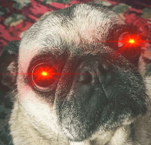 frankthepug